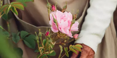 Un agricultor se acerca a una rosa centifolia abierta en el Domaine de la Rose de Lancôme