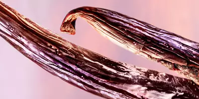 Frijoles de vainilla bourbon glaseados utilizados en perfume con notas de vainilla dulce