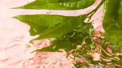Imagen de belleza fresca para Lancôme