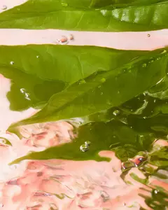 Ilustración de fragancia fresca