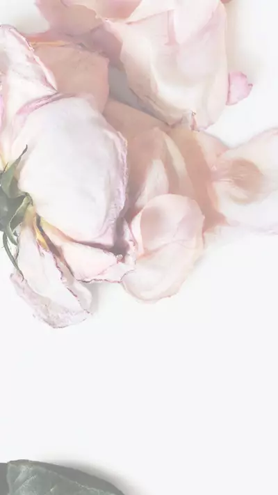 Imagen de una rosa como pancarta