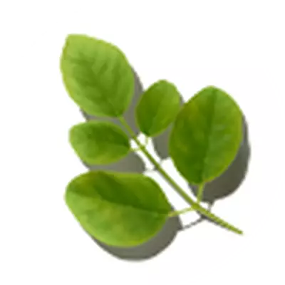 Semilla de moringa