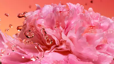 Pétalos de flores rosas con gotas de agua.