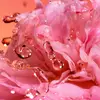 Pétalos de flores rosas con gotas de agua.