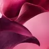 HOJA VIOLETA ATERCIOPELADA ABSOLUTA