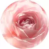 ESENCIA DE PÉTALO DE ROSA